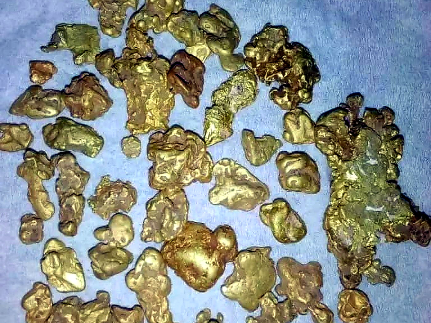 Dozens of small rough gold nuggets arranged in rows for grading and certification