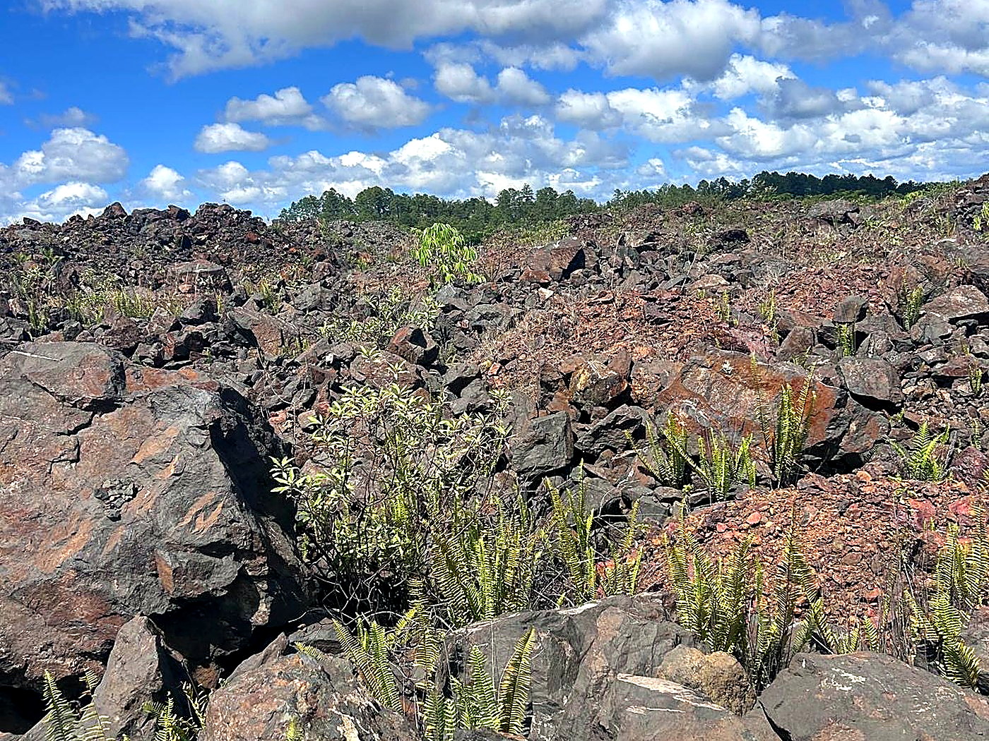 Green ferns and shrubs regrowing between large rocks on a rehabilitated mine bench under a blue cloudy sky